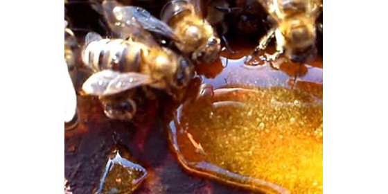 Сироп для пчел | Рецепты изготовления подкормки для пчел своими руками