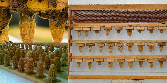 Новая теория борьбы с роением медоносных пчел