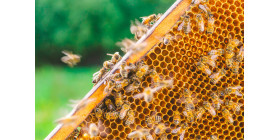 Что вызывает злобливость пчел