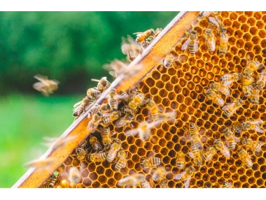 Что вызывает злобливость пчел