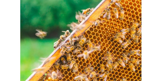 Що викликає злобливість бджіл
