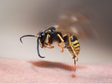 Почему пчелы гибнут после укуса