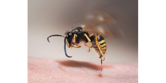 Чому бджоли гинуть після укусу