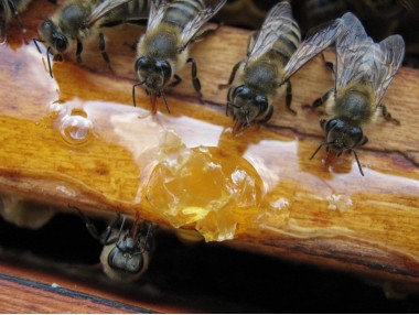 Приготовление пчелиного сиропа