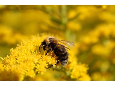 Зачем жалит пчела