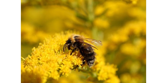 Навіщо жалить бджола