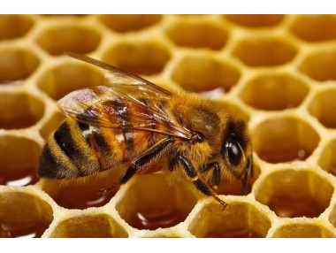 Зачем пчелы делают мед