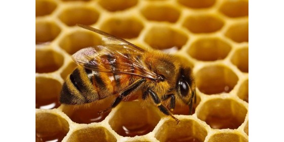 Навіщо бджоли роблять мед
