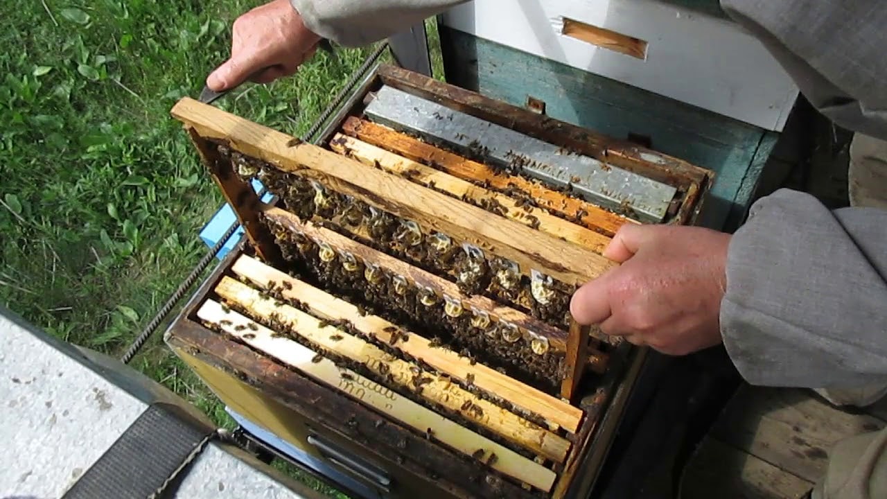 Вывод пчелиной матки – методы улучшения пчеломаток